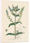Veronica Anagallis Water Speedwell by Anonymous