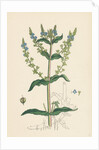 Veronica Anagallis Water Speedwell by Anonymous