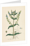Veronica Anagallis Water Speedwell by Anonymous