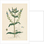 Veronica Anagallis Water Speedwell by Anonymous