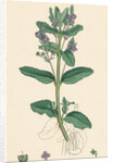 Veronica Beccabunga Brooklime by Anonymous