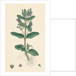 Veronica Beccabunga Brooklime by Anonymous