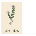 Euphrasia Officinalis Var. Genuina Common Eyebright Var. A. by Anonymous