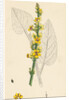 Verbascum Nigrum Dark Mullein by Anonymous