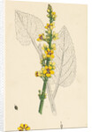 Verbascum Nigrum Dark Mullein by Anonymous