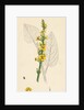 Verbascum Nigrum Dark Mullein by Anonymous