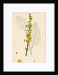 Verbascum Nigrum Dark Mullein by Anonymous