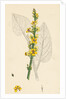 Verbascum Nigrum Dark Mullein by Anonymous