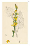 Verbascum Nigrum Dark Mullein by Anonymous