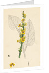 Verbascum Nigrum Dark Mullein by Anonymous