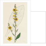 Verbascum Thapso-Nigrum Hybrid Between Great and Dark Mulleins by Anonymous