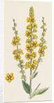 Verbascum Nigro-Lychnitis Hybrid Between Dark and White Mulleins by Anonymous