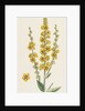 Verbascum Nigro-Lychnitis Hybrid Between Dark and White Mulleins by Anonymous