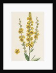 Verbascum Nigro-Lychnitis Hybrid Between Dark and White Mulleins by Anonymous