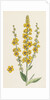 Verbascum Nigro-Lychnitis Hybrid Between Dark and White Mulleins by Anonymous