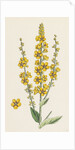 Verbascum Nigro-Lychnitis Hybrid Between Dark and White Mulleins by Anonymous