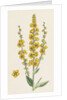 Verbascum Nigro-Lychnitis Hybrid Between Dark and White Mulleins by Anonymous