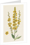 Verbascum Nigro-Lychnitis Hybrid Between Dark and White Mulleins by Anonymous