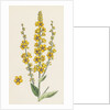 Verbascum Nigro-Lychnitis Hybrid Between Dark and White Mulleins by Anonymous