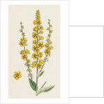 Verbascum Nigro-Lychnitis Hybrid Between Dark and White Mulleins by Anonymous