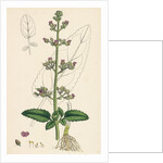 Scrophularia Aquatica Common Water Betony by Anonymous