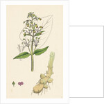 Scrophularia Nodosa Knotty-Rooted Figwort by Anonymous