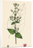 Scrophularia Scorodonia Balm-Leaved Figwort by Anonymous