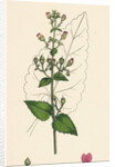 Scrophularia Scorodonia Balm-Leaved Figwort by Anonymous