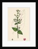 Scrophularia Scorodonia Balm-Leaved Figwort by Anonymous