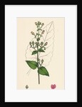 Scrophularia Scorodonia Balm-Leaved Figwort by Anonymous