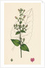 Scrophularia Scorodonia Balm-Leaved Figwort by Anonymous