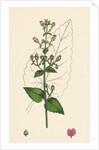 Scrophularia Scorodonia Balm-Leaved Figwort by Anonymous