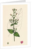 Scrophularia Scorodonia Balm-Leaved Figwort by Anonymous