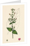 Scrophularia Scorodonia Balm-Leaved Figwort by Anonymous