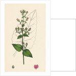 Scrophularia Scorodonia Balm-Leaved Figwort by Anonymous