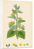 Scrophularia Vernalis Yellow Figwort by Anonymous