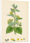 Scrophularia Vernalis Yellow Figwort by Anonymous