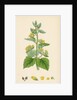 Scrophularia Vernalis Yellow Figwort by Anonymous