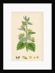 Scrophularia Vernalis Yellow Figwort by Anonymous