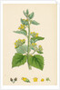 Scrophularia Vernalis Yellow Figwort by Anonymous
