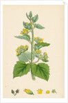Scrophularia Vernalis Yellow Figwort by Anonymous