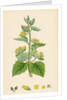 Scrophularia Vernalis Yellow Figwort by Anonymous