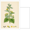 Scrophularia Vernalis Yellow Figwort by Anonymous