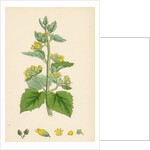 Scrophularia Vernalis Yellow Figwort by Anonymous