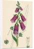 Digitalis Purpurea Purple Foxglove by Anonymous