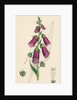 Digitalis Purpurea Purple Foxglove by Anonymous