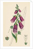 Digitalis Purpurea Purple Foxglove by Anonymous