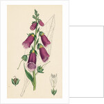 Digitalis Purpurea Purple Foxglove by Anonymous