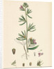 Antirrhinum Orontium Corn Snapdragon by Anonymous