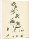 Antirrhinum Orontium Corn Snapdragon by Anonymous